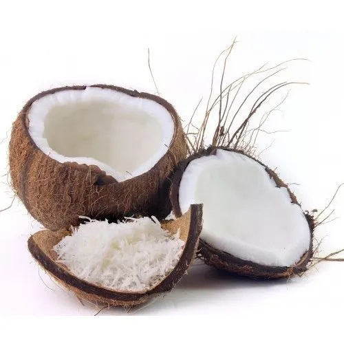 Fresh Raw Coconut - Full-Husked, Common Cultivation Type | Fresh & Sweet Coconut Water, Juicy & Healthy for Cooking and Spiritual Use