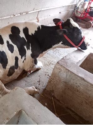 Holstein Friesian Cow