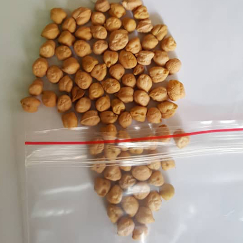 White Chick Peas