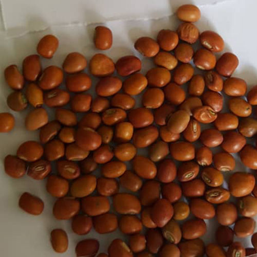 Indian Legume