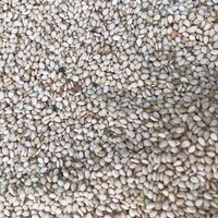 White Sesame Seeds