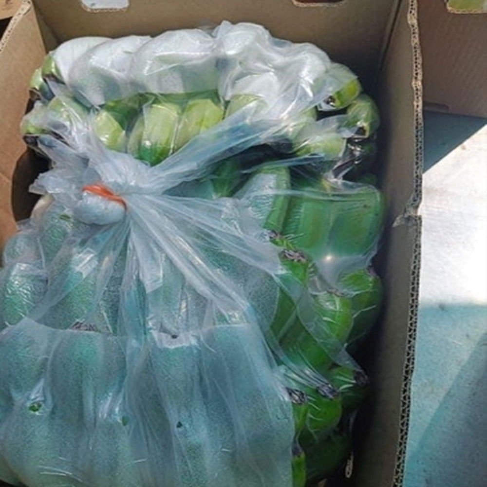 Green Banana - Medium Size Organic Green Banana Raw Processing Form 65% Moisture 2 Week Shelf Life Seasoned Style