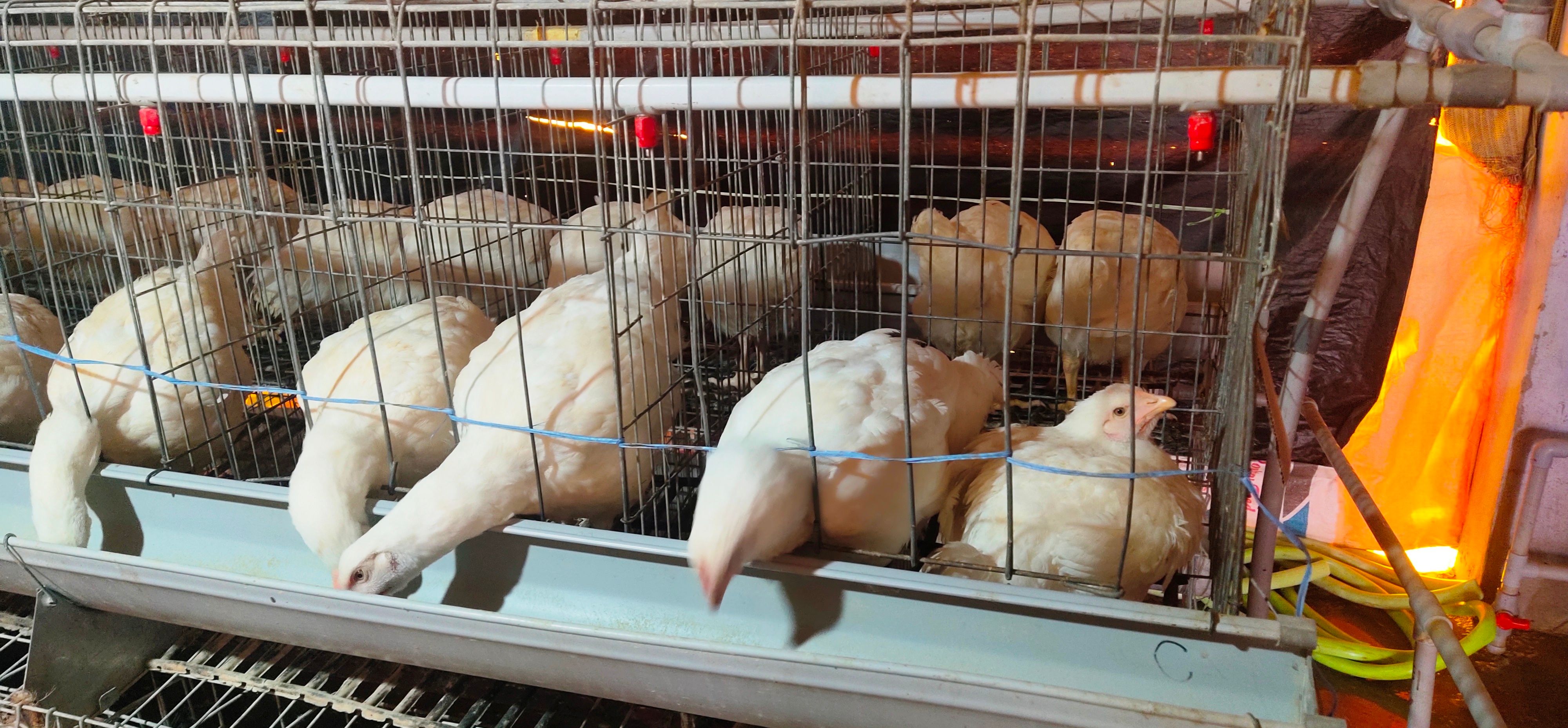 Poultry Broiler Parent Cage