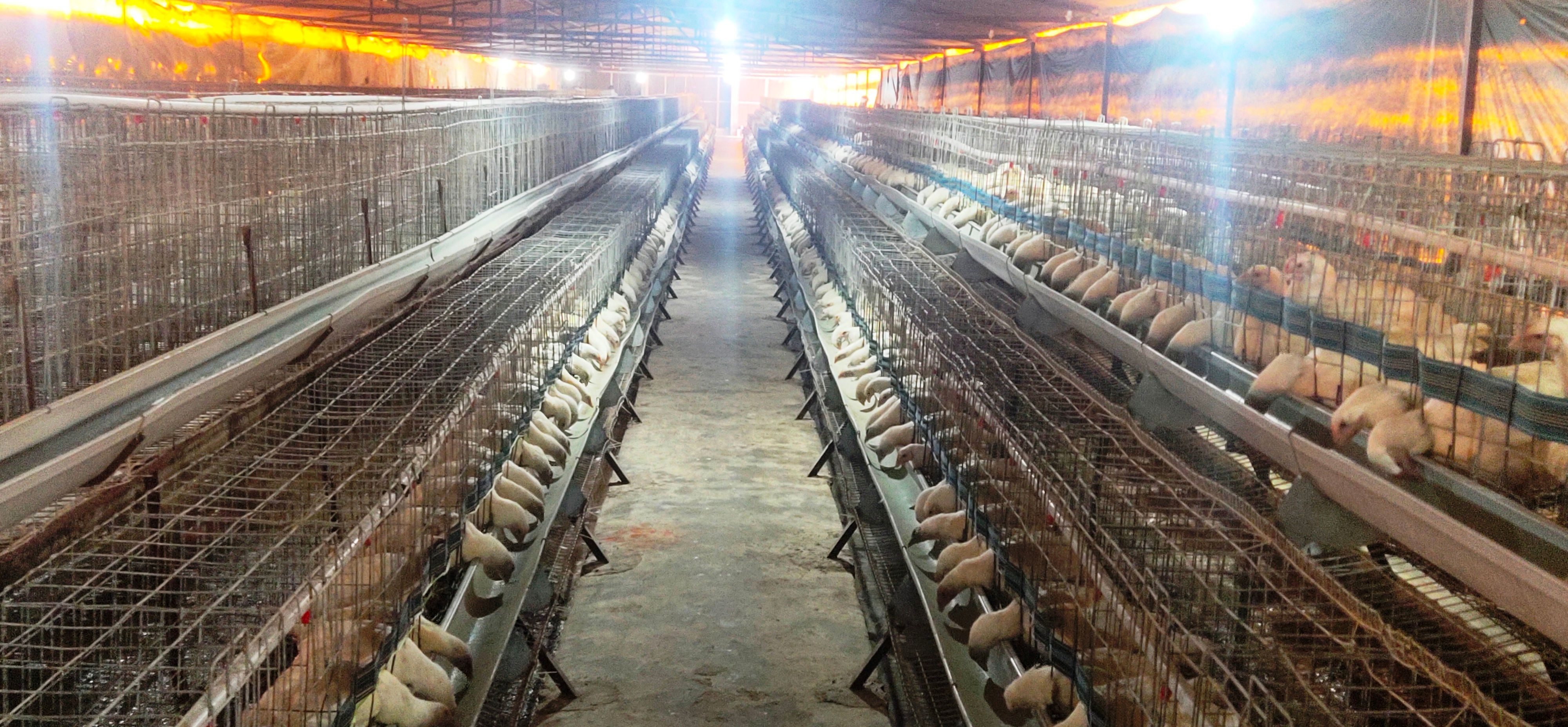Poultry Broiler Parent Cage