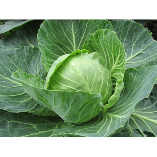 Fresh Cabbage