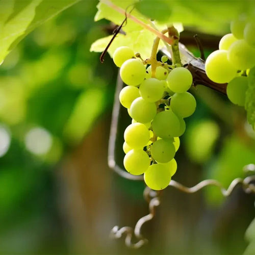 Fresh Grapes