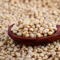 White Sorghum - Small Size, Round Shape, White Color | Gluten-free, Lightweight, Dried Seeds For Baking And Brewing