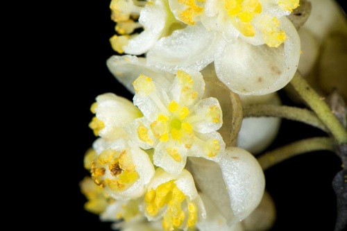  अरोमाथेरेपी और कॉस्मेटिक्स के लिए Mganna 100% प्राकृतिक और शुद्ध Litsea Cubeba एसेंशियल ऑयल सामग्री: हर्बल एक्सट्रैक्ट