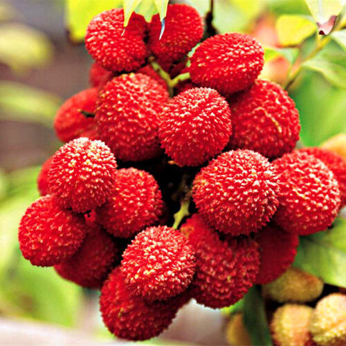 Litchi Slices Origin: Indian