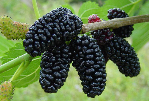 Frozen Mulberries