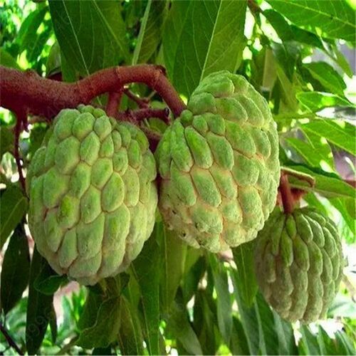 Sitaphal Custard Apple Pulp