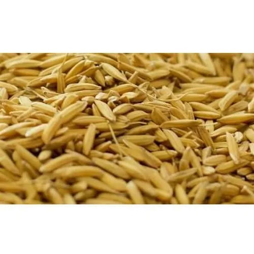 Organic Golden Paddy Rice