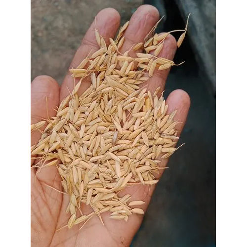 Brown Bb11 Paddy Seeds