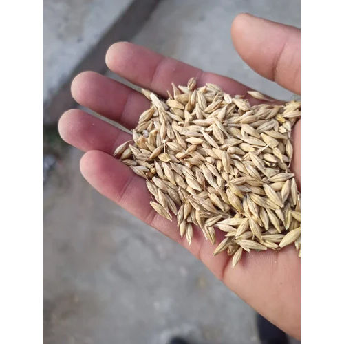 Brown Indian Barley Jau