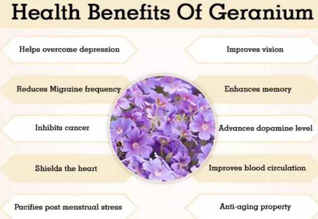 Pure Natural Geranium Oil