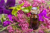 Clary Sage Oil (Salvia sclarea)