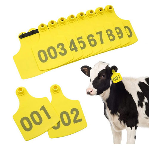 Cow Ear Tag