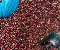 Robusta Coffee Beans For Sale