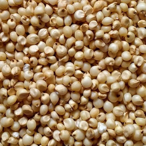 White Sweet Sorghum