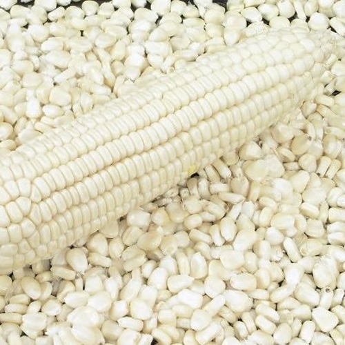 Organic White Corn