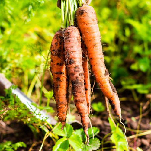 Natural Fresh Carrots