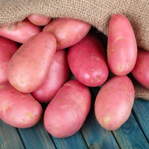 Fresh Potato Moisture (%): Nil