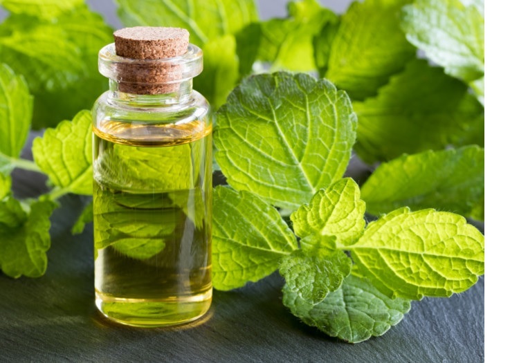 Lemon Melissa Essential Oil
