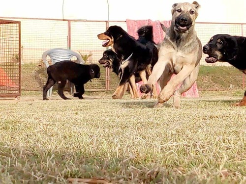 Dog Training Service