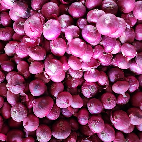 Red Onion 55 to 60 mm
