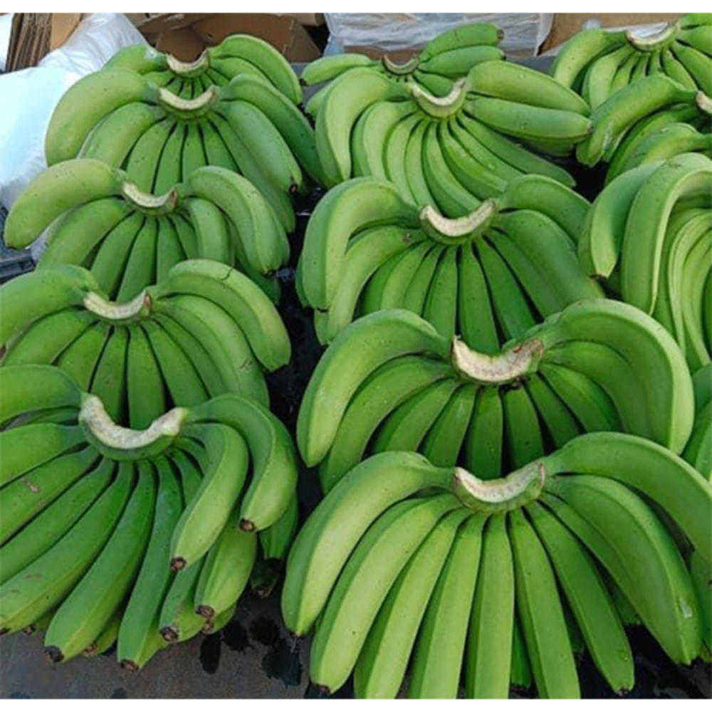 Green Bananas - Moisture (%): 10