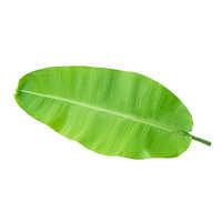 Banana Leaf