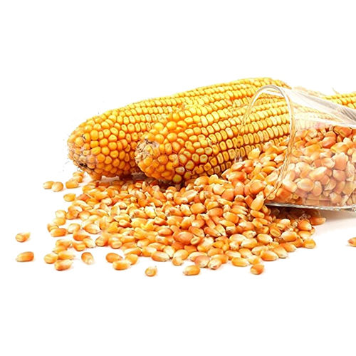 Yellow Fresh Maize