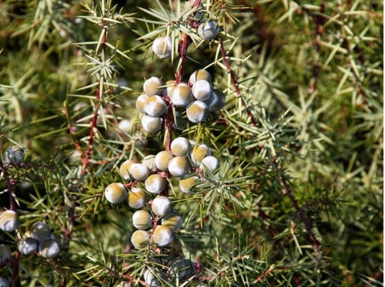 Cade Essential Oil Rectified For Aromatherapy