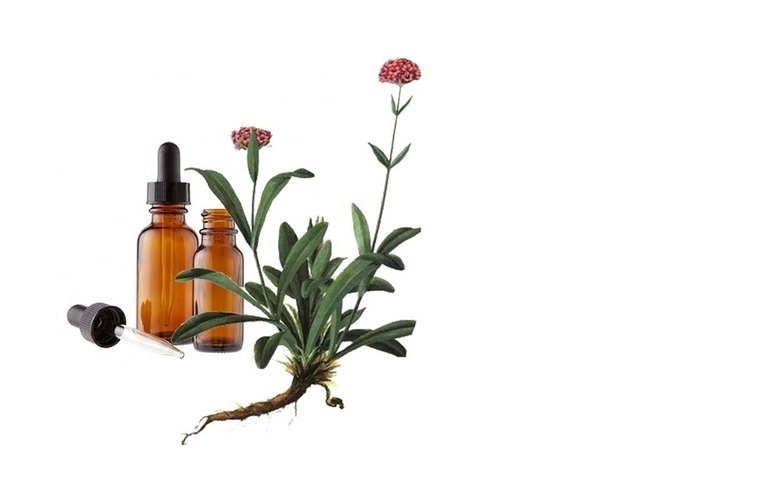 Jatamansi Oil (Spikenard oil)