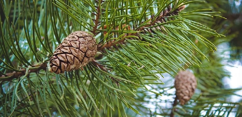 Pine Essential Oil