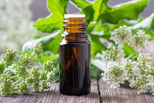 Angelica Essential Oil - Grade: Cosmetic Grade