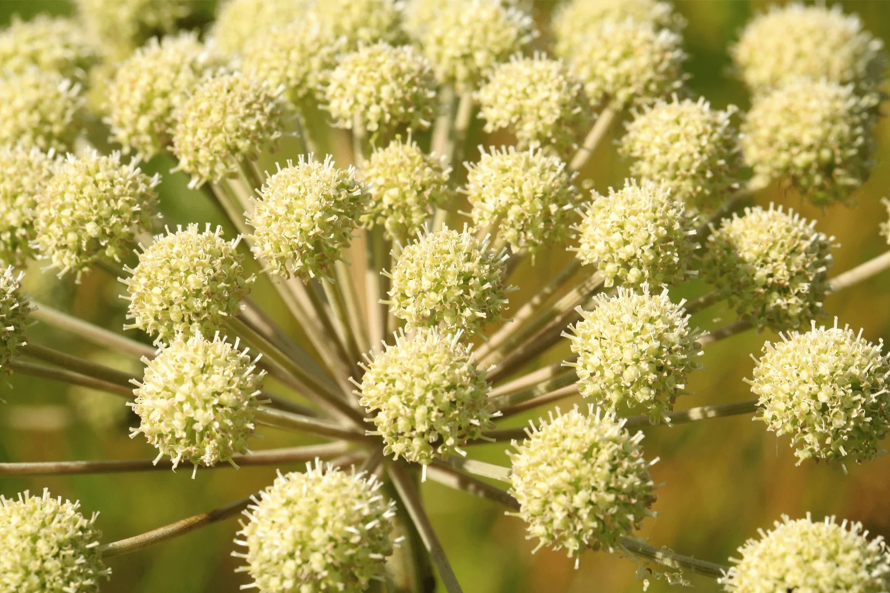 Angelica Essential Oil