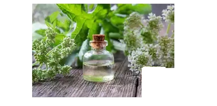 Angelica Essential Oil