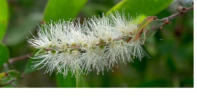 Naiouli Essential Oil