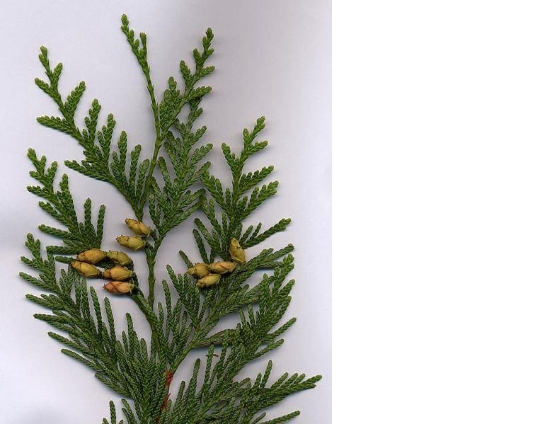 Thuja Wood Essential Oil