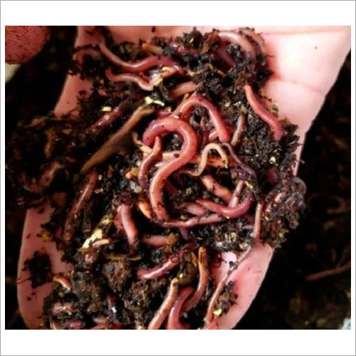 Farming Live Earthworms