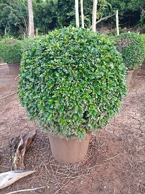 Malpegia ball plant