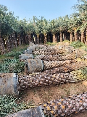 Green Date Palm
