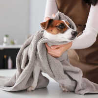 Microfiber Dog Towel for Drying Dogs