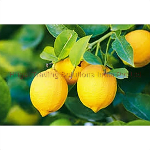 Fresh Lemon - Raw, Round Fruit | Instant Cooling Garnish, Rich in Vitamin C and Soluble Fibre