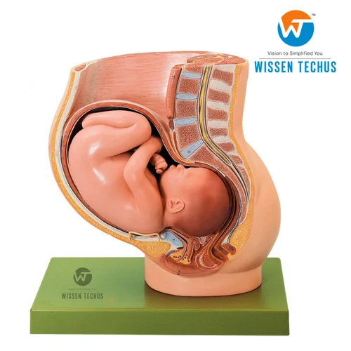 मानव महिला पेल्विस सेक्शन मॉडल अनुप्रयोग: प्रयोगशाला