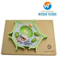 Animal Cell Model
