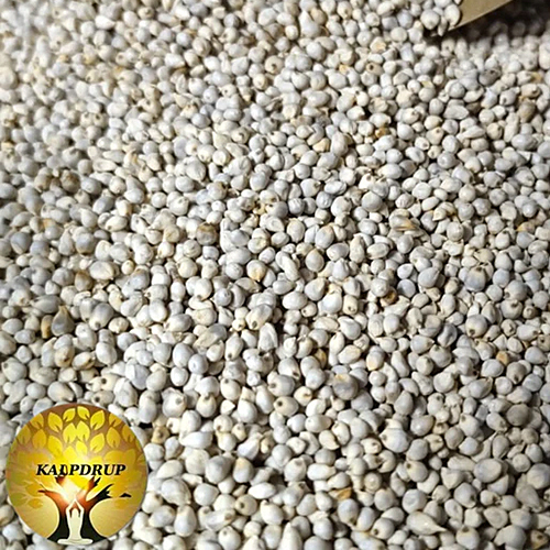 Desi Bajra