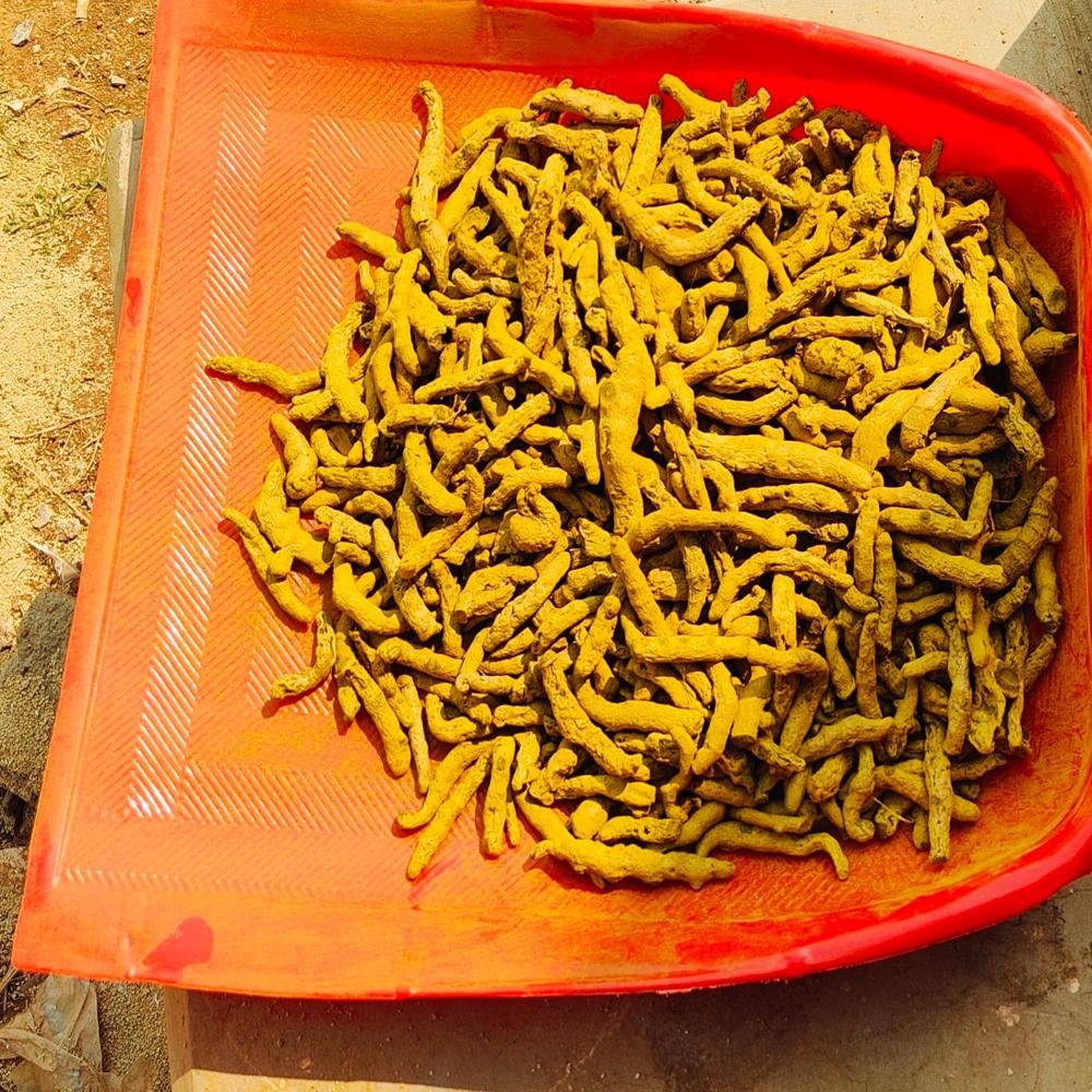 प्राकृतिक हल्दी की जड़ ग्रेड: प्रथम श्रेणी