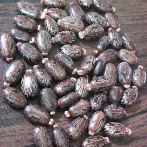 Castor Bean Seeds